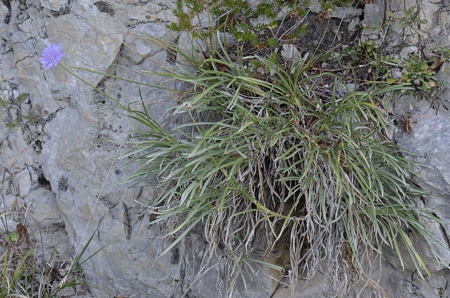 Lomelosia graminifolia / Vedovina strisciante